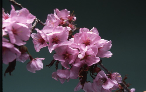 奈川の御殿桜