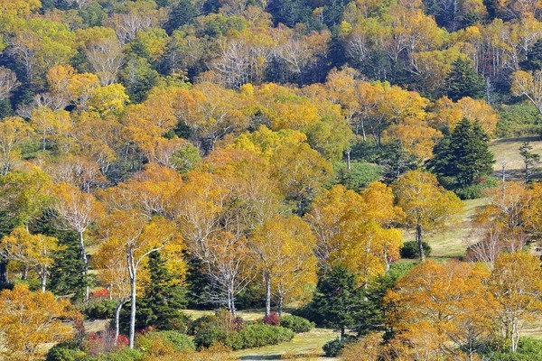 奥志賀高原紅葉フェスタ イベント情報 Go Nagano 長野県公式観光サイト