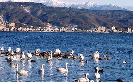 諏訪湖の白鳥