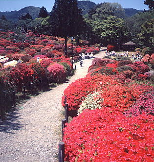 鶴峯公園のつつじ