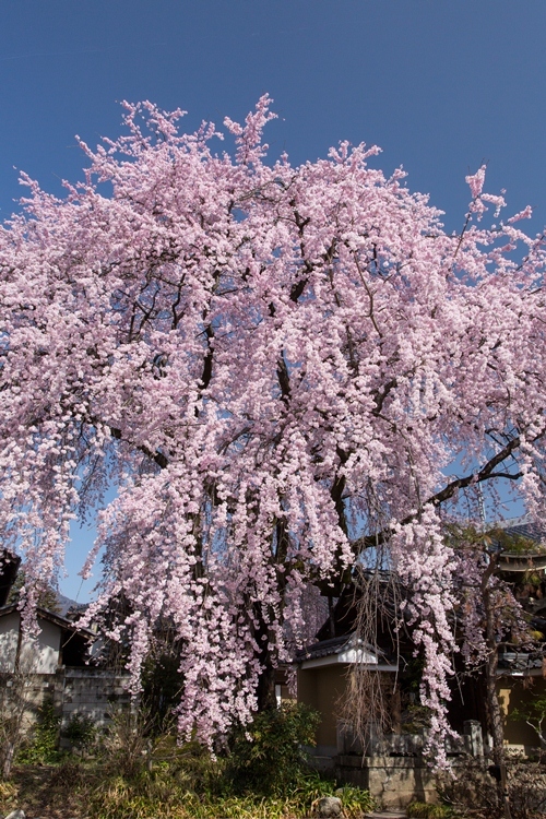 黄梅院の枝垂れ桜