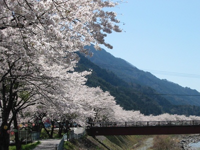 遠山川の桜