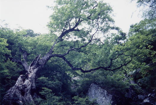 赤崩沢の大栃の木