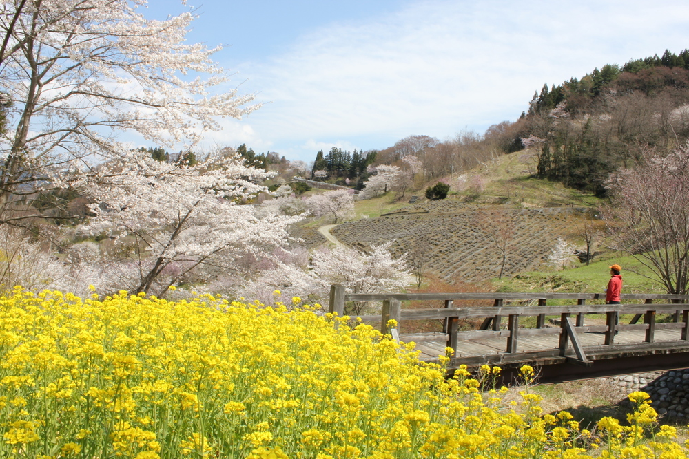 長野県の桜の見頃（4月中旬～4月下旬）松本・日本アルプス・東信州・北信濃エリア