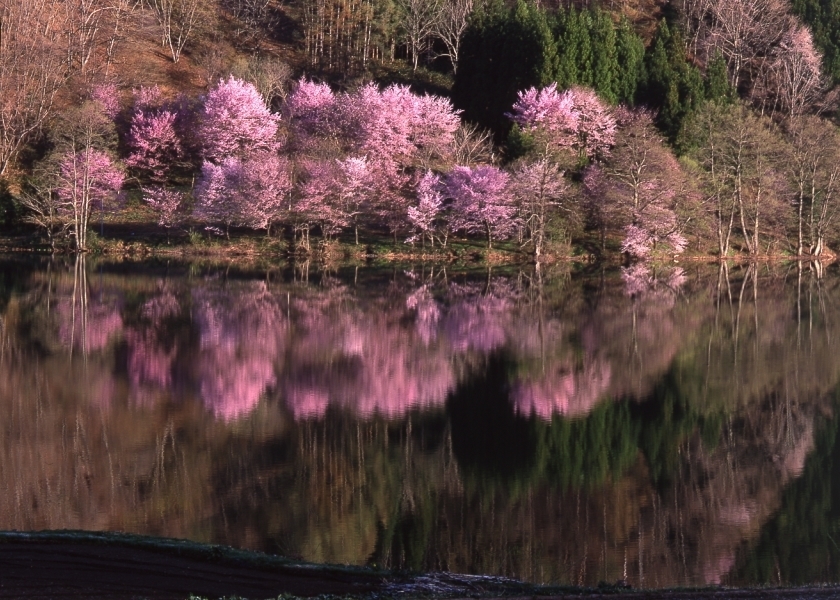 長野県の桜の見頃（4月下旬以降）