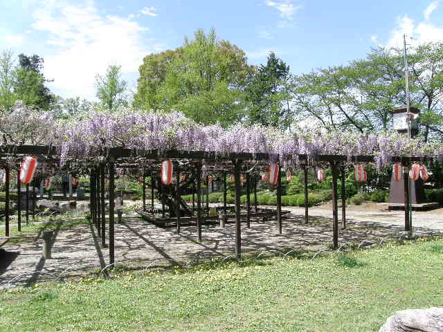 高島公園の藤の花