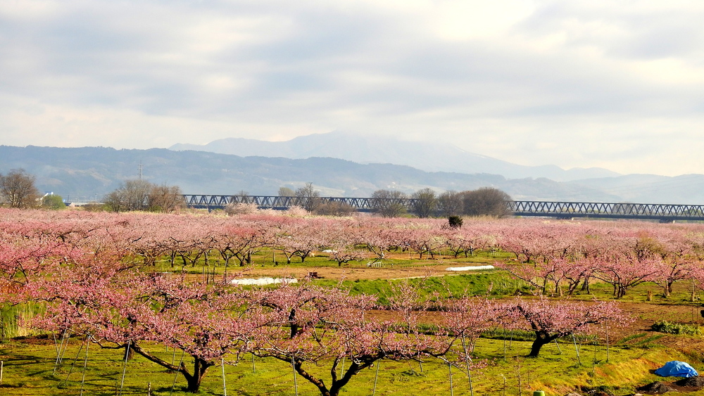 千曲川河川敷の桃の花
