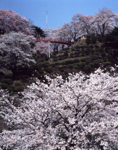 春日公園の桜