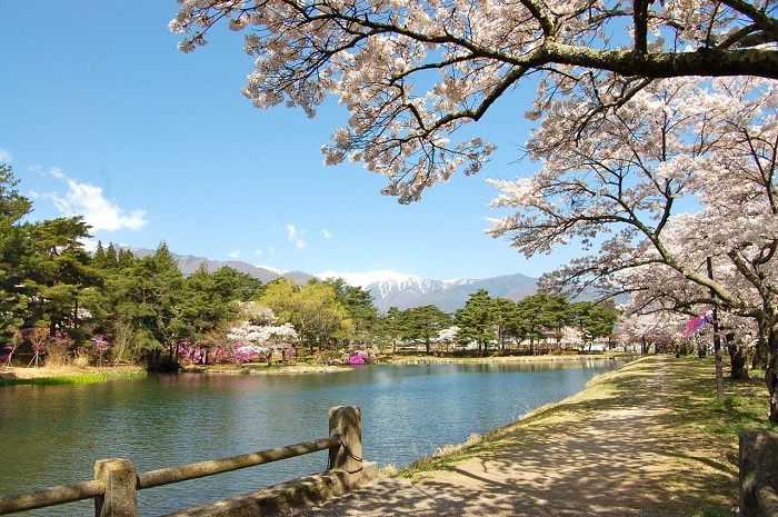 馬見塚公園の桜