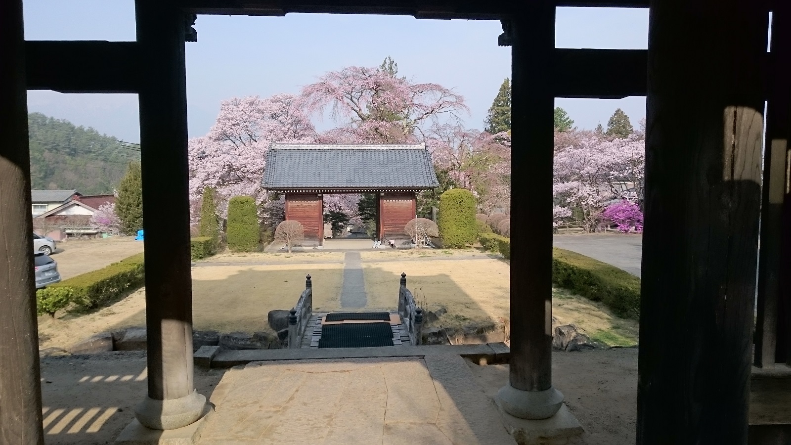 蔵澤寺のしだれ桜1