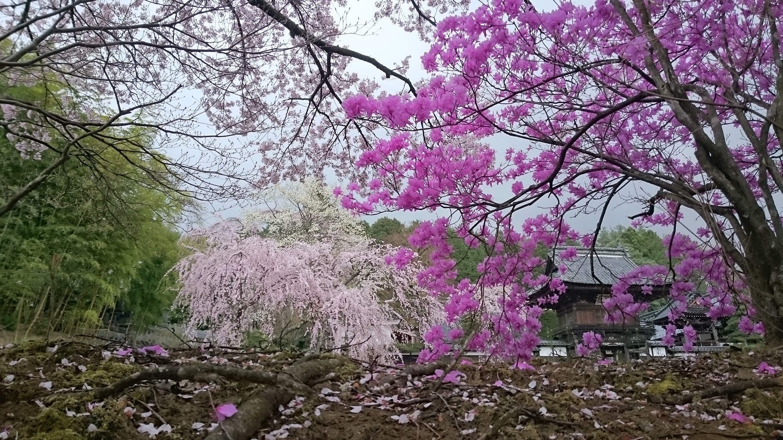 蔵澤寺の桜とツツジ