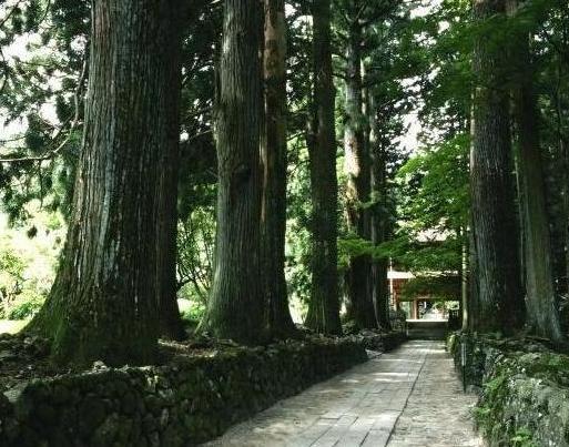 光前寺の杉並木