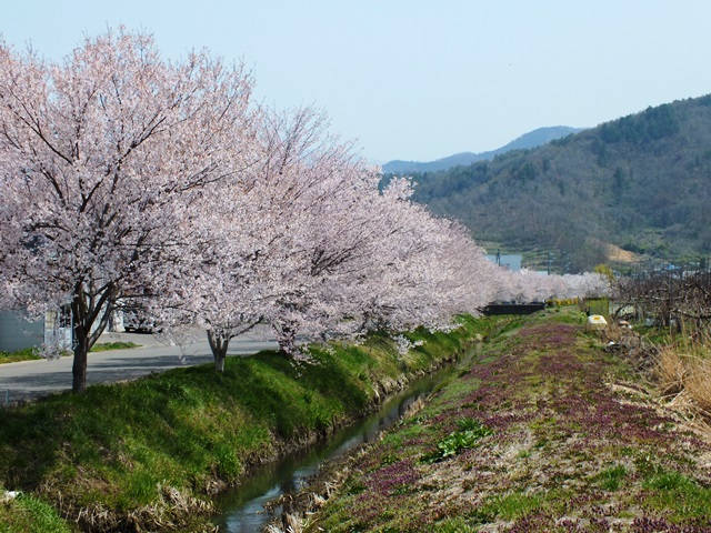 真引川沿いの桜
