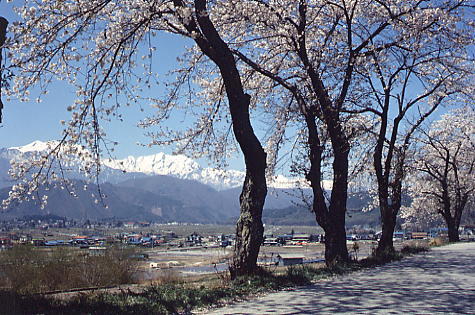 大町観光道路の桜