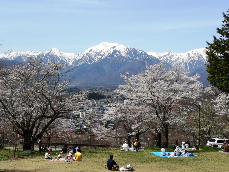 大町公園の桜