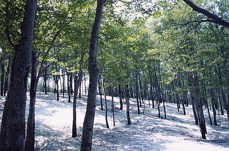 鍋倉山のブナ天然林