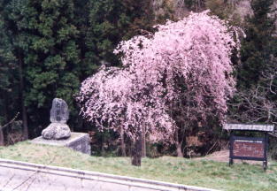 是より南　木曽路の碑の桜