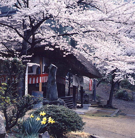 観龍寺の桜