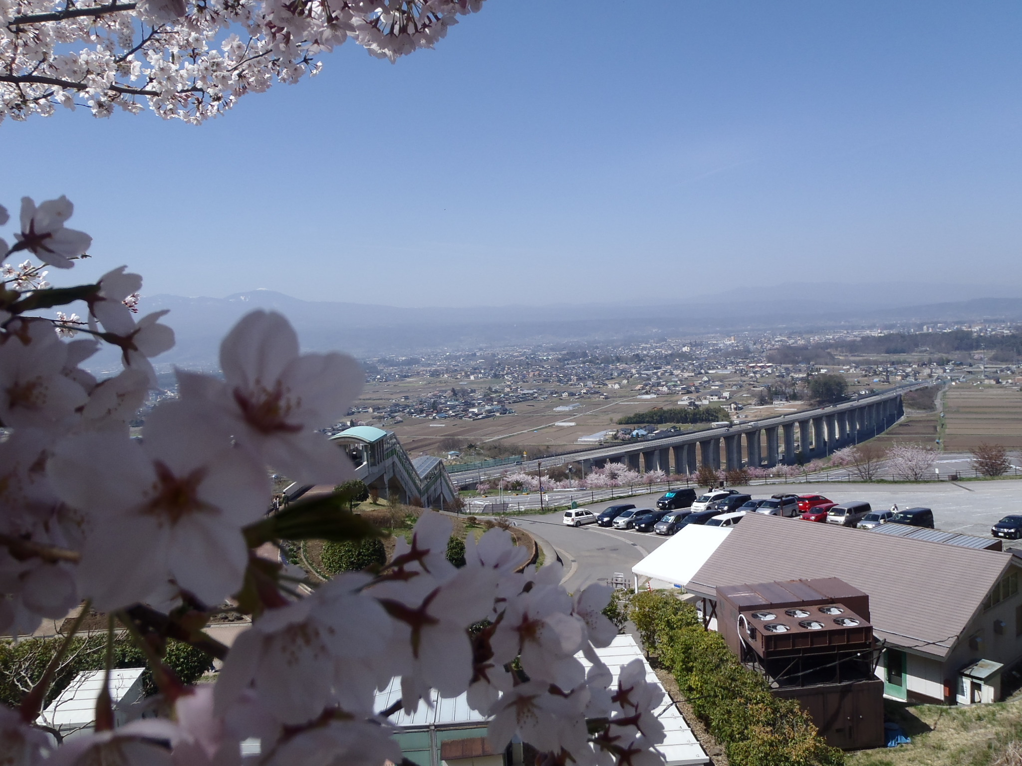 平尾山公園の桜