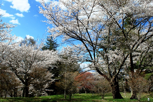 秋葉山の桜
