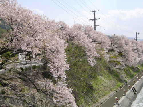 木曽川沿いの桜