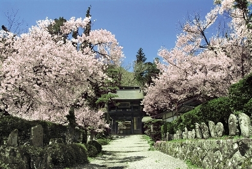 徳音寺の桜