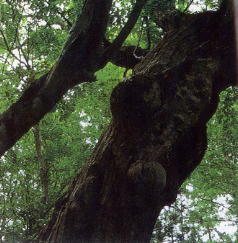 乳房の木(センノ木)