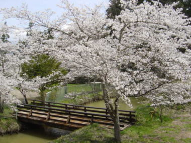 牧野島城址の桜